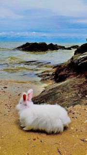 Kayden - Lionhead + Hotot Rabbit