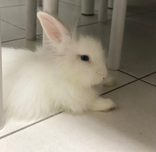 Kayden - Lionhead + Hotot Rabbit