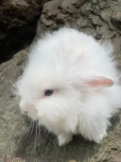 Kayden - Lionhead + Hotot Rabbit