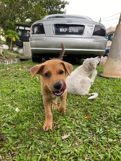 Kaya - Terrier Mix Dog