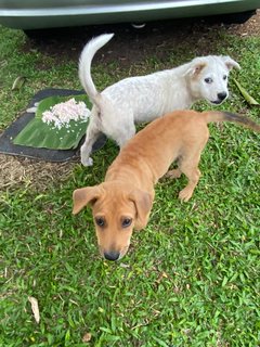 Kaya - Terrier Mix Dog