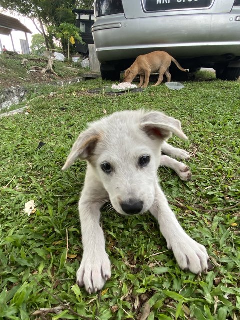 Poco - Terrier Mix Dog