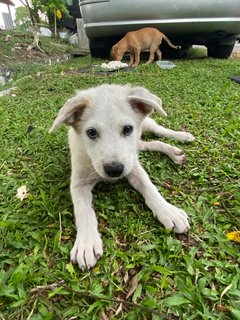 Poco - Terrier Mix Dog