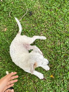 Poco - Terrier Mix Dog