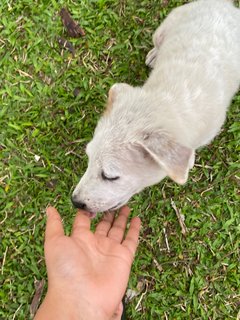 Poco - Terrier Mix Dog