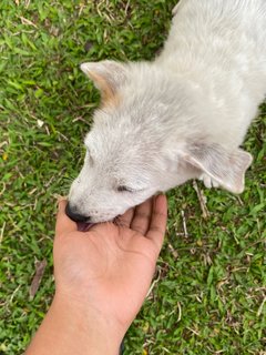 Poco - Terrier Mix Dog