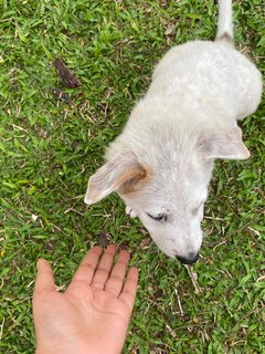 Poco - Terrier Mix Dog