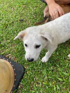 Poco - Terrier Mix Dog