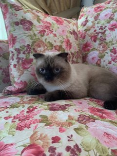 Muffin - Siamese Cat