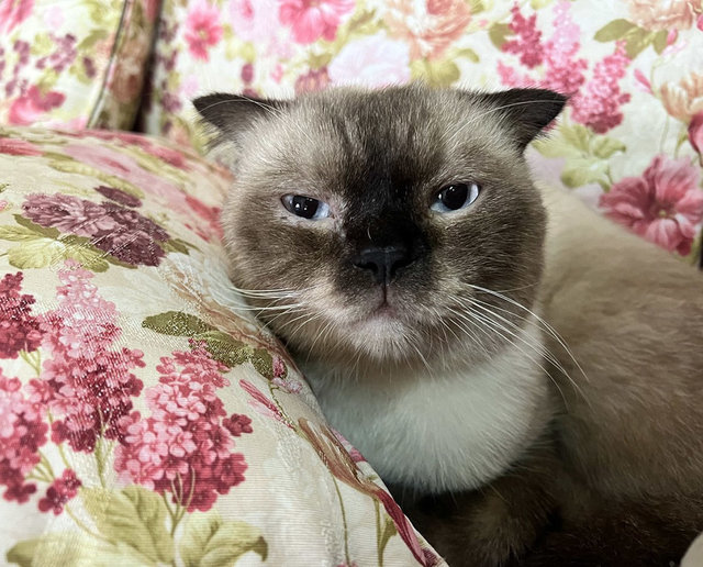 Muffin - Siamese Cat