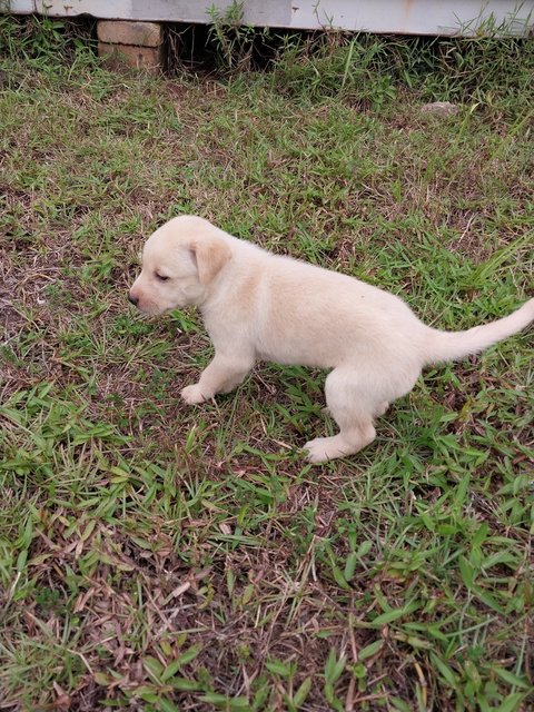 Puppy - Mixed Breed Dog