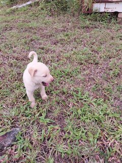 Puppy - Mixed Breed Dog