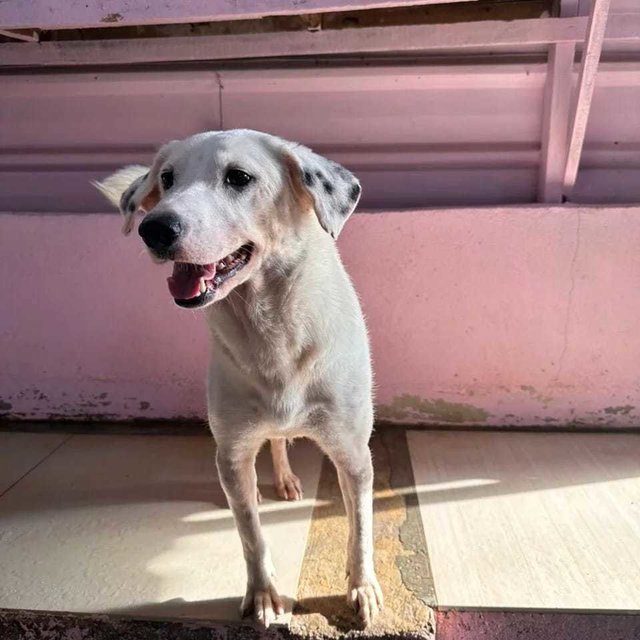 Lala. - Labrador Retriever Mix Dog