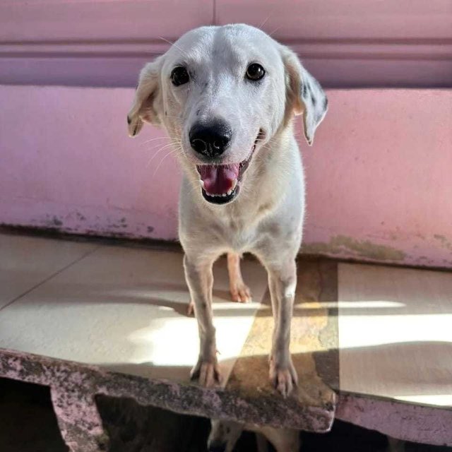 Lala. - Labrador Retriever Mix Dog