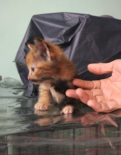 Lily - Tortoiseshell Cat