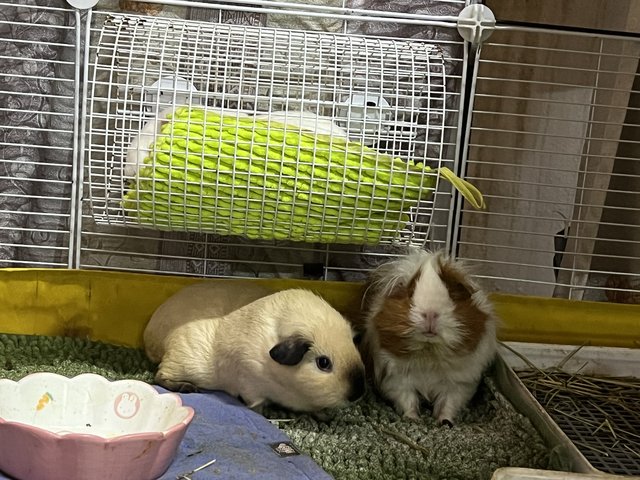 Coffee &amp; Muffin - Guinea Pig Small & Furry