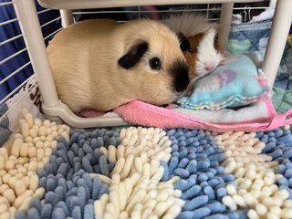 Coffee &amp; Muffin - Guinea Pig Small & Furry