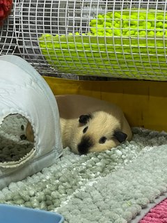 Coffee &amp; Muffin - Guinea Pig Small & Furry