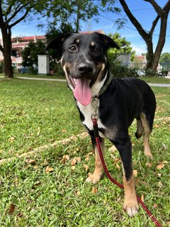 Tommy - Mixed Breed Dog