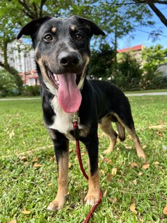 Tommy - Mixed Breed Dog