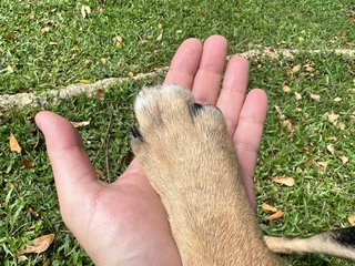 Tommy - Mixed Breed Dog