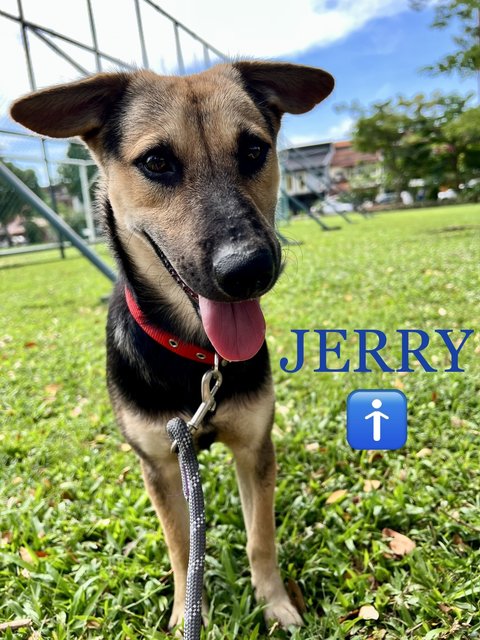 Jerry - Mixed Breed Dog