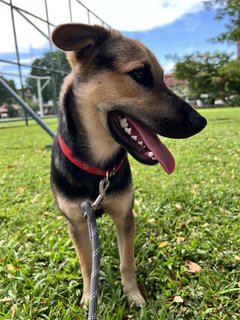 Jerry - Mixed Breed Dog