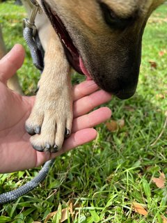 Jerry - Mixed Breed Dog