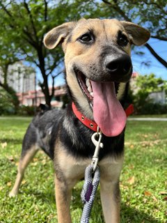 Jerry - Mixed Breed Dog