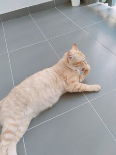 希希xixi - Domestic Short Hair Cat