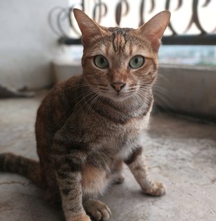 Sandy - Domestic Short Hair Cat