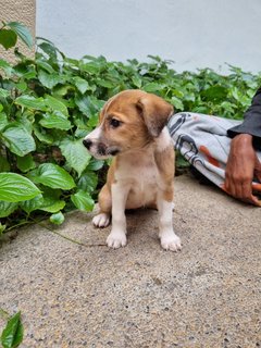 Lady - Mixed Breed Dog