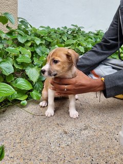 Lady - Mixed Breed Dog