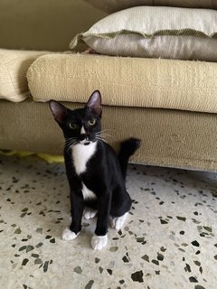 Rescued Cuties - Domestic Short Hair Cat