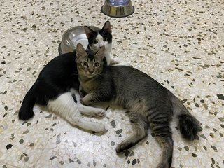 Rescued Cuties - Domestic Short Hair Cat