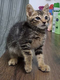 Kopi Cat - Domestic Medium Hair Cat