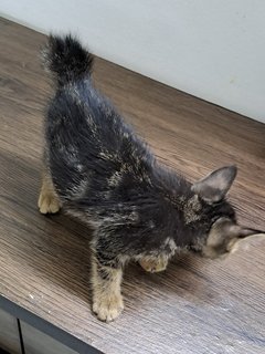 Kopi Cat - Domestic Medium Hair Cat