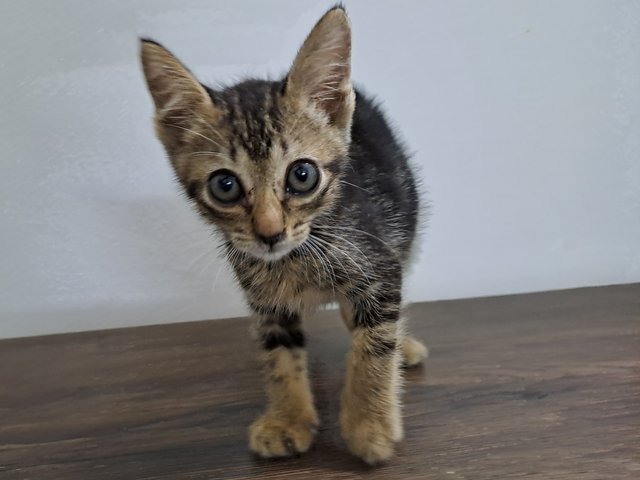 Kopi Cat - Domestic Medium Hair Cat