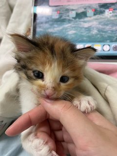 Milk - Domestic Long Hair Cat