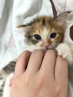 Milk - Domestic Long Hair Cat