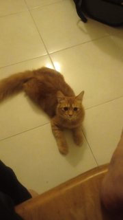 Roti - Domestic Medium Hair + Persian Cat