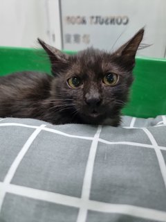 Midnight  - Domestic Medium Hair Cat