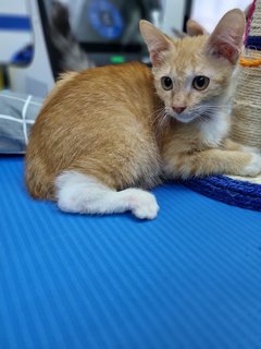 Bear &amp; Lucky - Calico + Tabby Cat