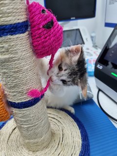 Bear &amp; Lucky - Calico + Tabby Cat