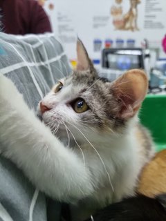 Bear &amp; Lucky - Calico + Tabby Cat