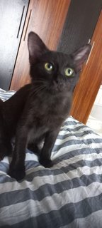 Black &amp; Lady - Domestic Short Hair Cat