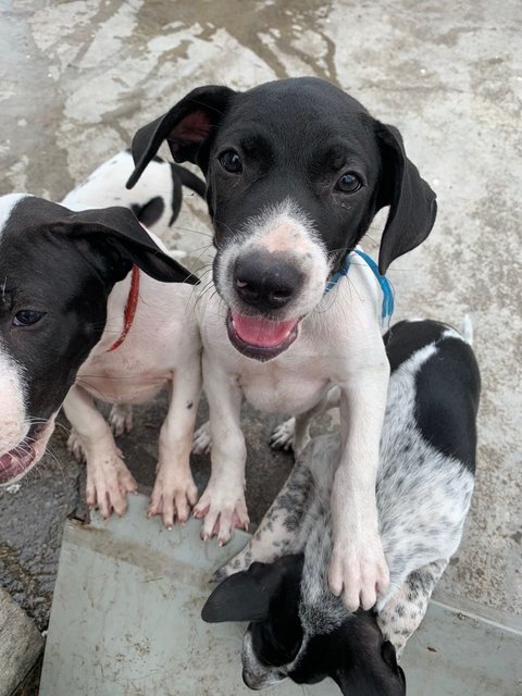 5 Cute Puppies For Adoption - Mixed Breed Dog