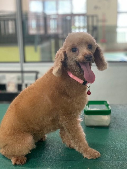 Happy Poodle - Poodle Dog