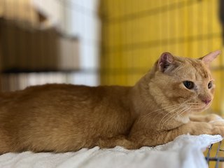 Manja - Domestic Medium Hair Cat