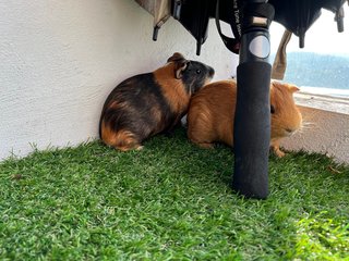 Milo N Jiwoo - Guinea Pig Small & Furry